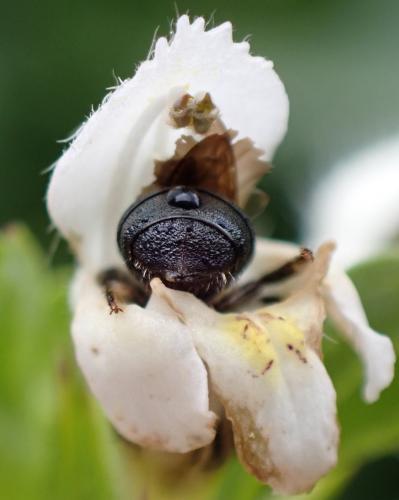 Ceratina sp.